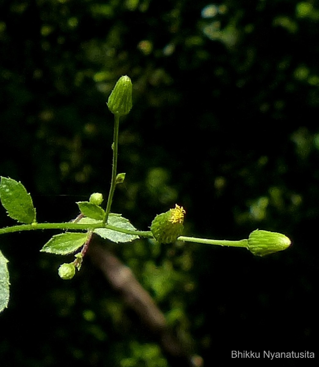 Pluchea paniculata (Willd.) Karthik. & Moorthy